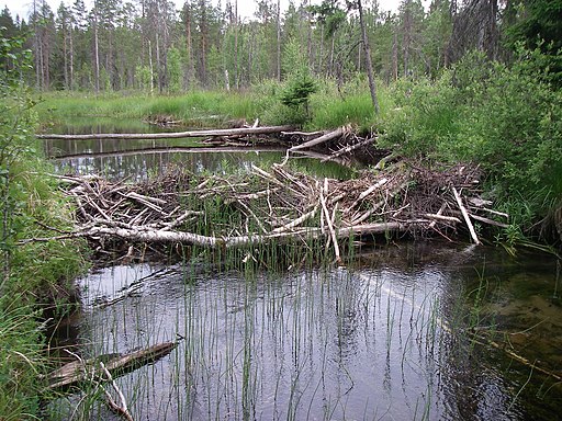 Natural Flood Management: Harnessing Nature to Mitigate Flood Risks